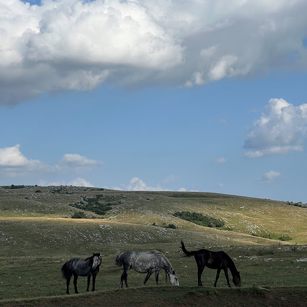 Wild Livno Tvrtka